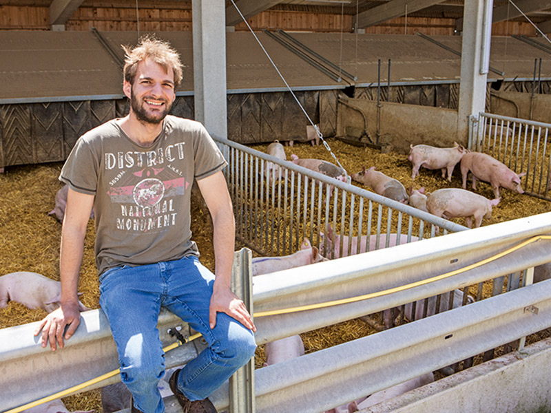 Mann mit Schweinen im Stall