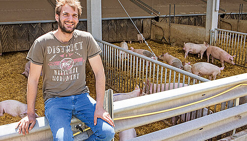 Mann mit Schweinen im Stall