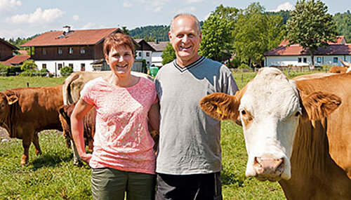 Familie mit Kühen auf Weide