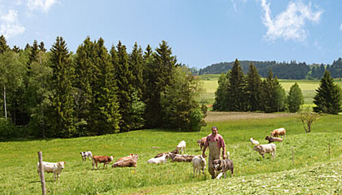 Betriebsleiter mit Rinderherde